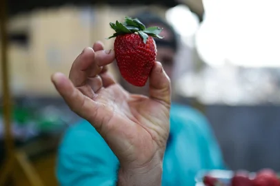 PORTO ALEGRE, RS, BRASIL, 25-07-2025: O fenômeno recente da Internet, o Morango do Amor, faz as vendas da pseudo-fruta aumentarem em bancas e mercados da capital. Foto: Renan Mattos / Agência RBS<!-- NICAID(16088014) -->