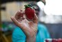 Febre do "morango do amor" aumenta procura e faz preço da fruta disparar na Ceasa, em Porto Alegre