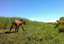 Captura inédita de lobo-guará em Cambará do Sul estará em documentário