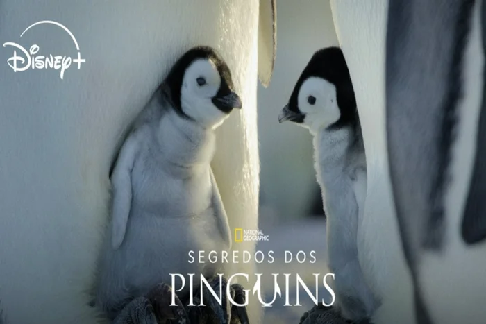 Reprodução digital / Disney+ | Portal EdiCase