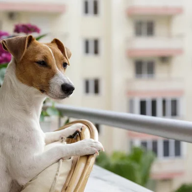 Cachorro, dog. Foto: Evrymmnt  / stock.adobe.comFonte: 445624485<!-- NICAID(15676708) -->