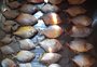 O que se sabe e quais são as dúvidas sobre as piranhas no Rio Jacuí