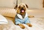 Eleito melhor hotel pet friendly do mundo, empreendimento de Gramado irá doar taxa pet para ONG
