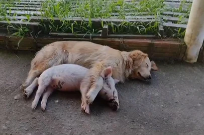 Amizade entre porca e cachorra em Aceguá<!-- NICAID(15660178) -->