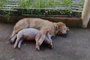 Amizade entre porca e cachorra em Aceguá<!-- NICAID(15660178) -->