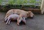 VÍDEO: porca e cachorra fazem amizade inusitada em fazenda no RS