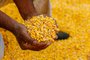 CONDOR, RS, BRASIL, 26/01/2016 : Colheita da safra 2015/2016 de milho na região de Panambi, onde será aberta oficialmente a colheita em fevereiro. (Omar Freitas/Agência RBS)Indexador: Omar Freitas<!-- NICAID(11974460) -->