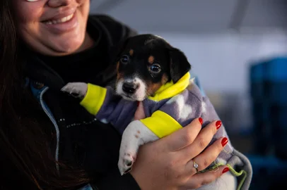 PORTO ALEGRE, RS, BRASIL, 29.06.2024: Porto Alegre terá uma feira de adoção de cães e gatos que estará aberta diariamente pelos próximos 30 dias. O evento ocorrerá no estacionamento B do Shopping Total, no bairro Floresta, a partir de sábado (29). Cerca de duzentos animais ficarão expostos, diariamente, até 29 de julho, das 14h às 19h. De acordo com a ONG Cão da Guarda, a meta é chegar a 1 mil adoções de pets que sofreram abandono, maus-tratos ou foram perdidos na enchente.<!-- NICAID(15801571) -->