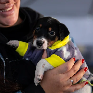 PORTO ALEGRE, RS, BRASIL, 29.06.2024: Porto Alegre terá uma feira de adoção de cães e gatos que estará aberta diariamente pelos próximos 30 dias. O evento ocorrerá no estacionamento B do Shopping Total, no bairro Floresta, a partir de sábado (29). Cerca de duzentos animais ficarão expostos, diariamente, até 29 de julho, das 14h às 19h. De acordo com a ONG Cão da Guarda, a meta é chegar a 1 mil adoções de pets que sofreram abandono, maus-tratos ou foram perdidos na enchente.<!-- NICAID(15801571) -->