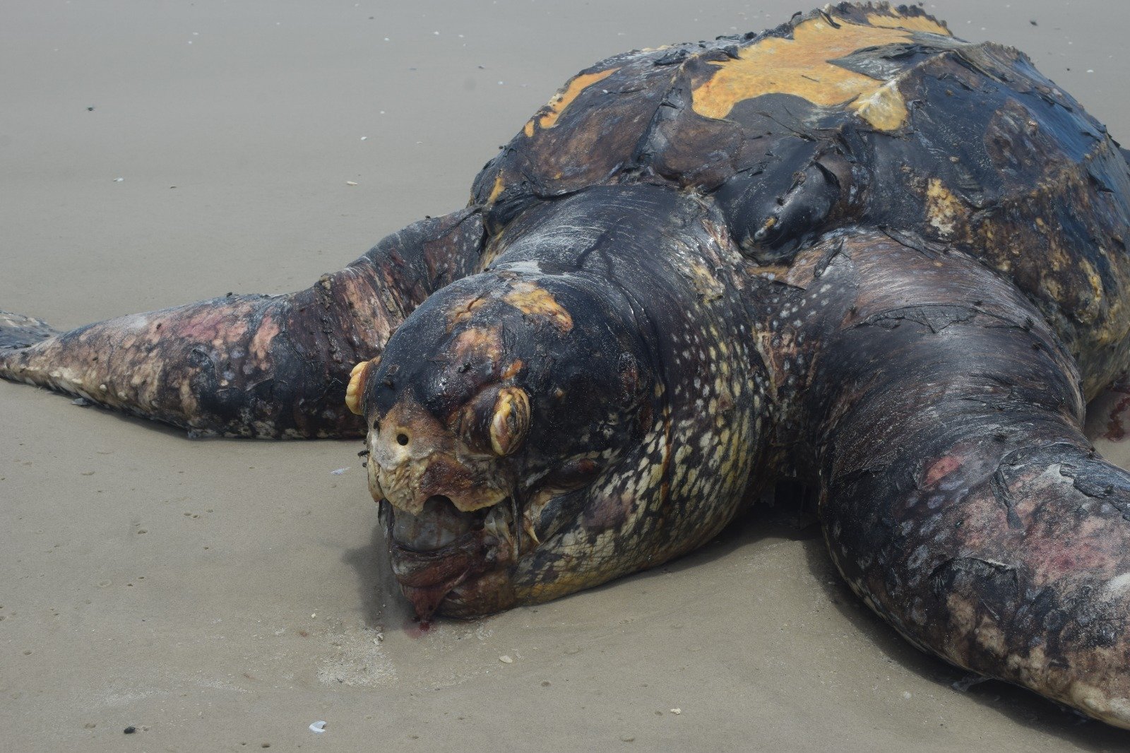 Mais de 200 tartarugas marinhas s&atilde;o encontradas mortas no Litoral Sul em janeiro