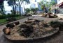 7 árvores cortadas na Praça da Bandeira