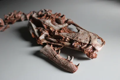 Crânio fóssil original de Gnathovorax cabreirai com ênfase na cicatriz localizada no maxilar<!-- NICAID(16005879) -->