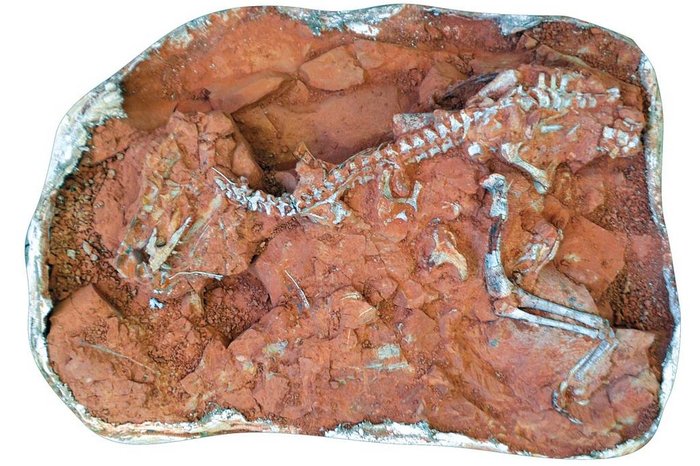 Dino Origin / Divulgação