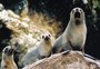 Liderados por professor da PUCRS, cientistas descobrem que “namoro acidental” entre lobos-marinhos gerou nova espécie híbrida no Peru