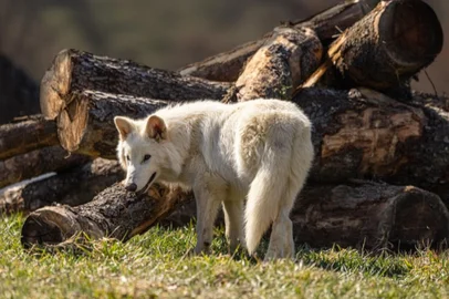 A espécie lobo-terrível ("dire wolf", em inglês) foi considerada extinta há mais de 10 mil anos. Em um desenvolvimento científico inovador, a empresa norte-americana de engenharia genética Colossal Biosciences anunciou nessa segunda-feira (7) a "desextinção" do animal.<!-- NICAID(16012078) -->