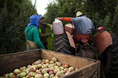 MONTE ALEGRE DOS CAMPOS, RS, BRASIL, 12-04-2023: Safristas durante a colheita da maca na Fazenda Jose Sozo. A colheita da fruta faz com que empresas de Vacaria tragam milhares de trabalhadores todos os anos para a cidade. Movimento e acompanhado pelas autoridades e sindicato do setor. Foto: Mateus Bruxel / Agencia RBSIndexador: Andre Avila<!-- NICAID(15405640) -->