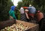 Atuação de sindicato e sua relação com a classe patronal foi decisiva para evolução das condições na colheita da maçã