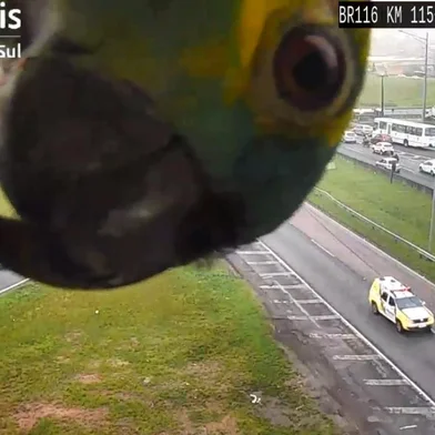 Papagaio espia câmera da CFTV, instalada no km 115 da BR-116/PR.<!-- NICAID(14927841) -->