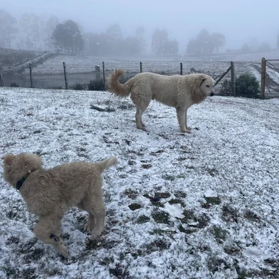 Neve em São José dos Ausentes em 9 de agosto de 2025.<!-- NICAID(16098118) -->