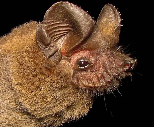 Entenda o papel dos morcegos no controle de pragas em Pelotas