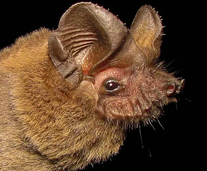 Rafael de Souza Laurindo / Divulgação