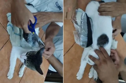 “Narcogato”: felino é usado para levar drogas para prisão na Costa Rica<!-- NICAID(16041492) -->