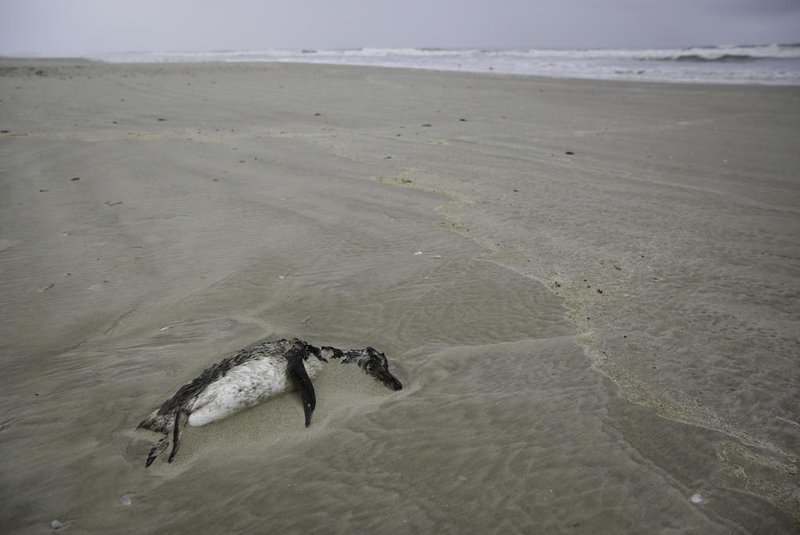 Imbé, RS, Brasil, 24-10-2022: Pinguins mortos na faixa de areia de Imbé, no litoral do Rio Grande do Sul. Foto: Mateus Bruxel / Agência RBSIndexador: Mateus Bruxel<!-- NICAID(15244897) -->