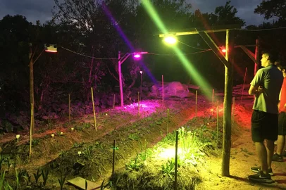 Iluminação artificial em flores<!-- NICAID(15387004) -->