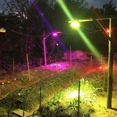 Iluminação artificial em flores<!-- NICAID(15387004) -->