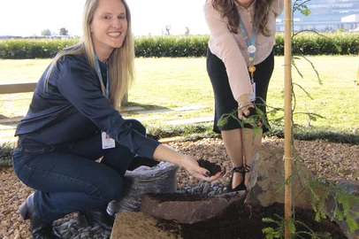 Sequoia lunar foi plantada na sede da Fecomércio em Porto Alegre - Foto: Marcelo Liotti Júnior/Divulgação<!-- NICAID(15561513) -->