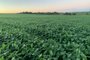 Cooperativas agropecuárias gaúchas apostam na soja para recuperar perdas<!-- NICAID(14695334) -->