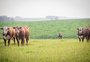Novas exigências da União Europeia ampliam busca por sustentabilidade na produção agropecuária do RS
