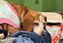 Feira pet termina com baixo número de adoções em Porto Alegre