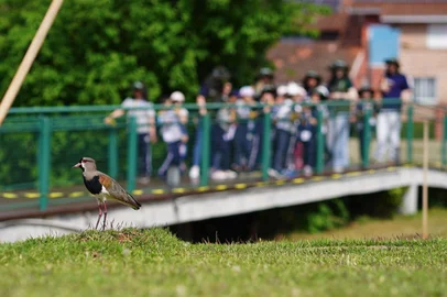 Parque do Banhado da Vergueiro é fechado para visitação para desenvolvimento de filhotes quero-quero<!-- NICAID(16137675) -->