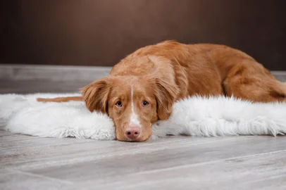 Dog Nova Scotia Duck Tolling Retriever, portrait dog on a studio color background, dog lying on the floor of the studio<!-- NICAID(15839375) -->