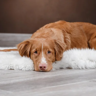 Dog Nova Scotia Duck Tolling Retriever, portrait dog on a studio color background, dog lying on the floor of the studio<!-- NICAID(15839375) -->