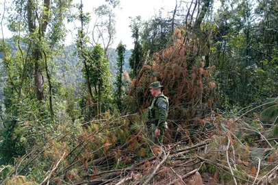 Polícia flagra quase 30 mil metros quadrados de desmatamento no norte do RS<!-- NICAID(15852978) -->