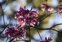 Recomeços, busca por equilíbrio e mais: como a chegada da primavera pode impactar os signos