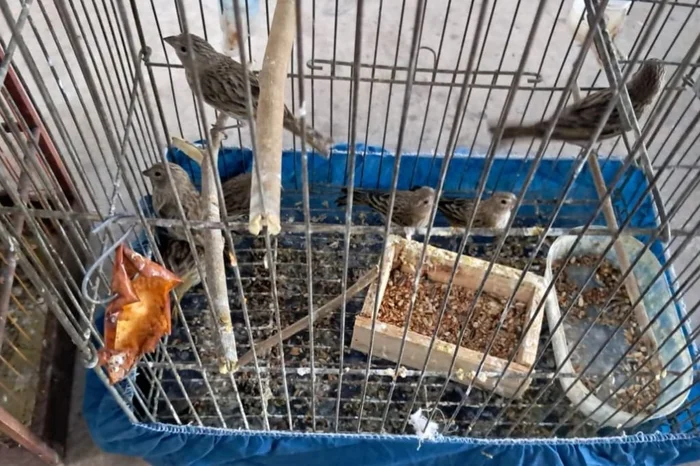 Patram / Divulgação