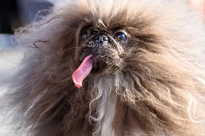 Wild Thang, a Pekingese dog, competes during the annual World's Ugliest Dog contest at the Sonoma-Marin Fair in Petaluma, California, on June 21, 2024. Wild Thang, a Pekingese dog who had already entered the competition four times, finally won the 34th annual World's Ugliest Dog competition and was awarded $5,000. (Photo by JOSH EDELSON / AFP)<!-- NICAID(15795835) -->