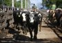 Pecuária sustentável é apresentada como parte da solução em Lavras do Sul