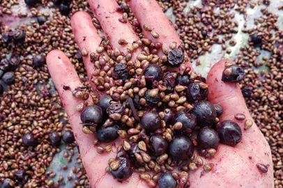 Empresa gaúcha aposta no desenvolvimento de cosméticos a partir de resíduos de vinícolas. Produtos da Lander são elaborados com o óleo de semente de uva, sendo indicados para todos os tipos de pele, e evitam o desperdício na indústria.<!-- NICAID(15545014) -->