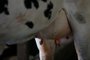 CAXIAS DO SUL, RS, BRASIL, 12/02/2024. +Serra: matéria especial sobre a situação atual da cadeia do leite na Serra gaúcha. A reportagem foi até a Cabanha Céu Azul, no interior de Caxias, para entender como é o processo. (Bruno Todeschini/Agência RBS)<!-- NICAID(15678949) -->