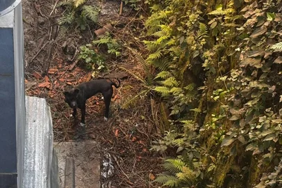 Corpo de Bombeiros resgata cão preso em desnível de terreno, em Bento Gonçalves <!-- NICAID(16113763) -->