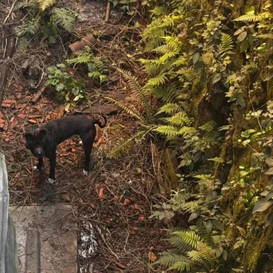 Corpo de Bombeiros resgata cão preso em desnível de terreno, em Bento Gonçalves <!-- NICAID(16113763) -->
