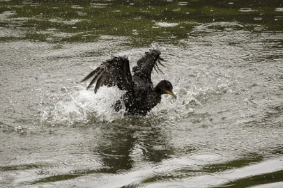 Porto Alegre, RS, Brasil, 15-11-2023: Biguás (Nannopterum brasilianum) no arroio Dilúvio. Também chamado corvo-marinho, cormorão, pata-d'água, é uma das aves aquáticas mais comuns no país. Foto: Mateus Bruxel / Agência RBS<!-- NICAID(15598219) -->