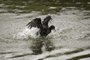 Porto Alegre, RS, Brasil, 15-11-2023: Biguás (Nannopterum brasilianum) no arroio Dilúvio. Também chamado corvo-marinho, cormorão, pata-d'água, é uma das aves aquáticas mais comuns no país. Foto: Mateus Bruxel / Agência RBS<!-- NICAID(15598219) -->