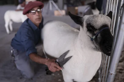 ESTEIO, RS, BRASIL, 14-05-2026: Comemoração do concurso leiteiro realizado durante a Fenasul Expoleite, que premia as vacas que mais produzirem leite em um determinado período de tempo. Para celebrar o resultado, tradicionalmente é jogado "baldes de leite" nos produtores, donos das vacas vencedoras. Foto: Bruno Todeschini/Agência RBS<!-- NICAID(16285501) -->