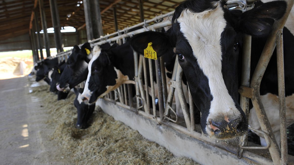 Benchmarking Cotrisal: fomentando o crescimento