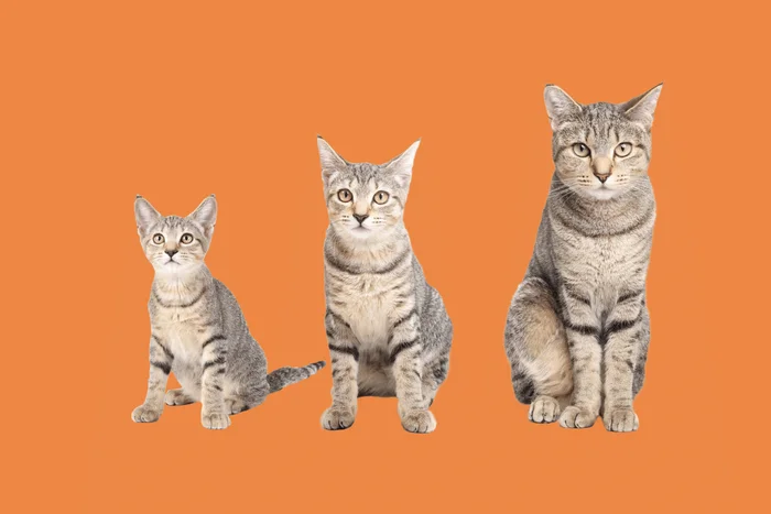 sophiecat / Shutterstock</div>
<div> | Portal EdiCase
